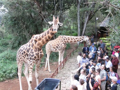 Giraffe Park - Kenya - Nairobi - Jul 19